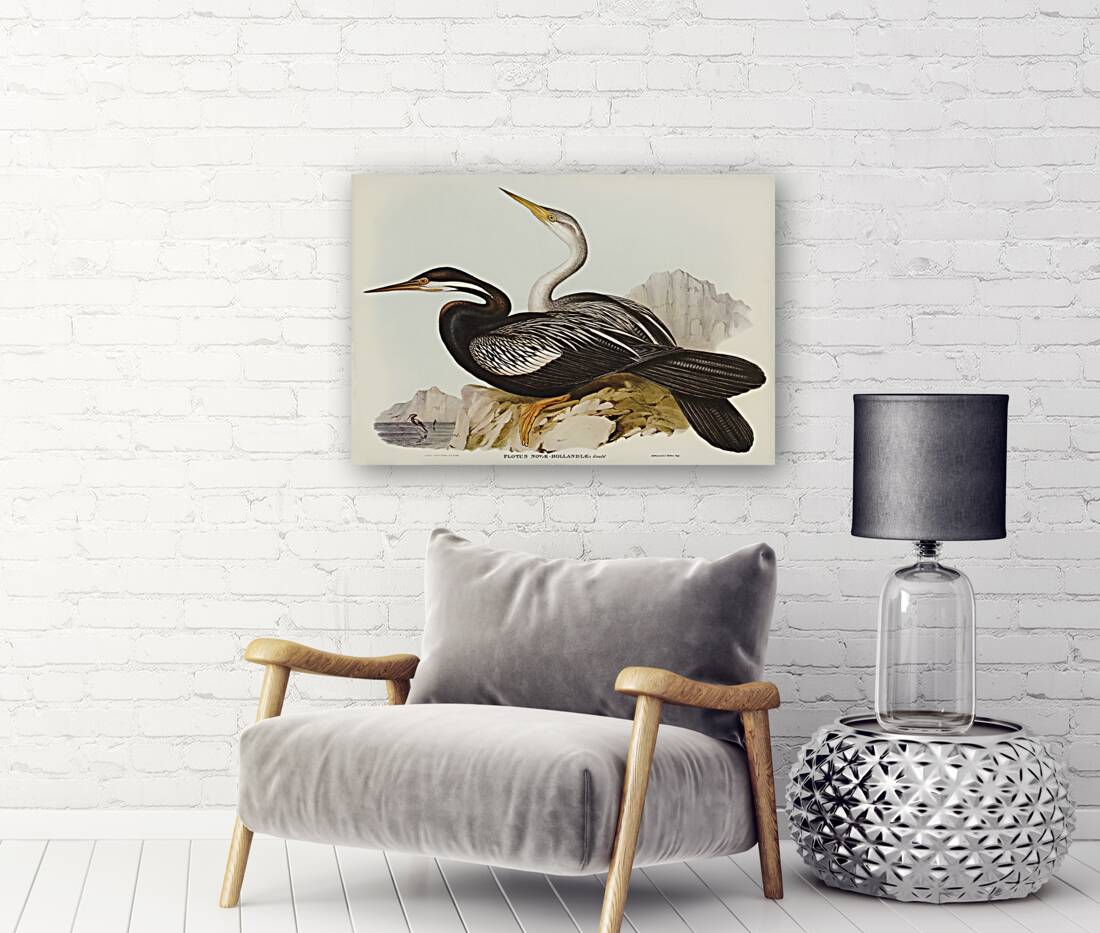 New Holland Darter Plotus Novae-Hollandiae illustrated by Elizabeth Gould 1804–1841 for John Gould’s 1804-1881 Birds of Australia  Reproduction