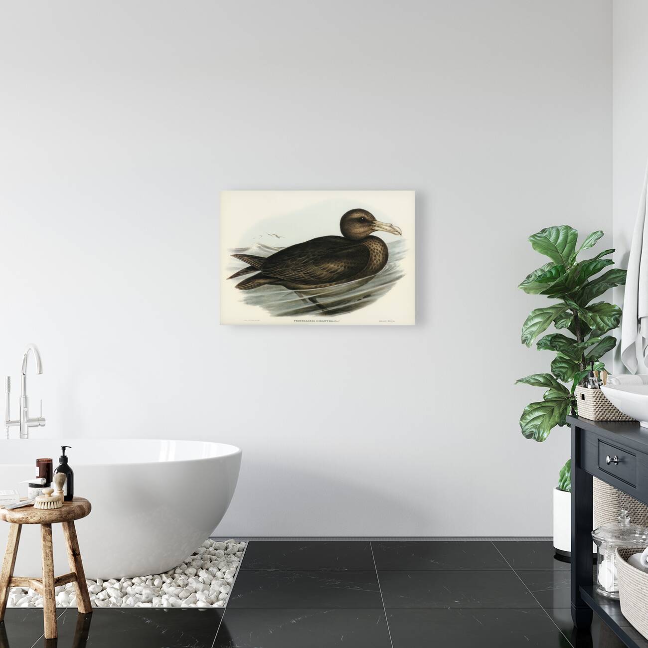 Giant Petrel Procellaria gigantea illustrated by Elizabeth Gould 1804–1841 for John Gould’s 1804-1881 Birds of Australia  Reproduction