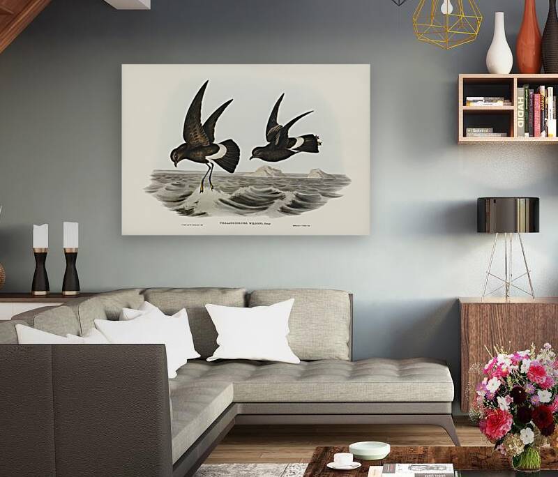 Wilsons Storm Petrel Thalassidroma Wilsonii illustrated by Elizabeth Gould 1804–1841 for John Gould’s 1804-1881 Birds of Australia  Reproduction