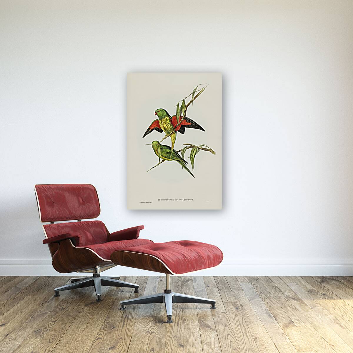 Scaly-breasted Lorikeet Trichoglossus chlorolepidotus illustrated by Elizabeth Gould 1804–1841 for John Gould’s 1804-1881 Birds of Australia  Reproduction