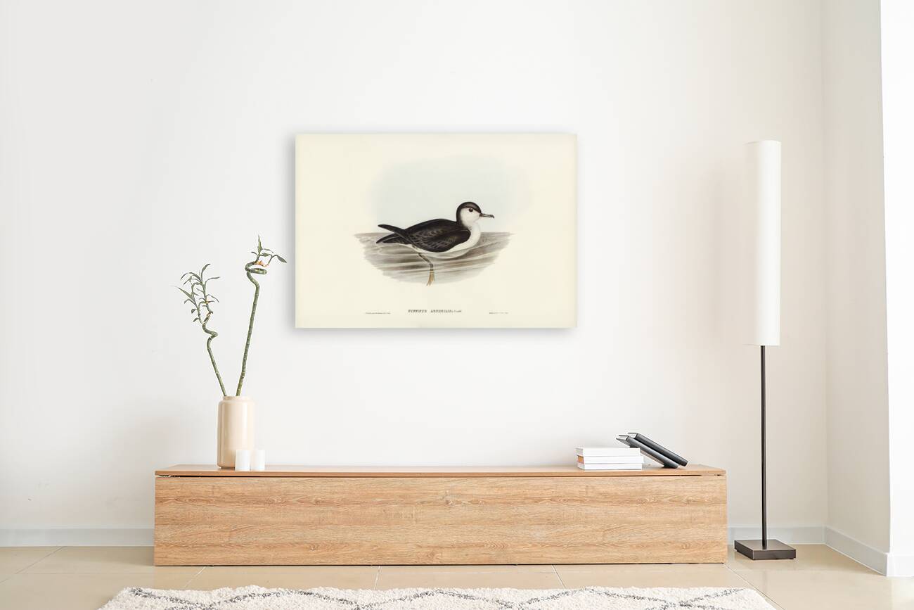 Allied Petrel Puffinus assimilis illustrated by Elizabeth Gould 1804–1841 for John Gould’s 1804-1881 Birds of Australia  Reproduction