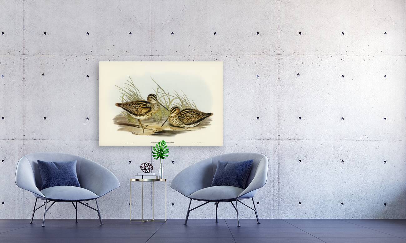 New Holland Snipe Scolopax Australis illustrated by Elizabeth Gould 1804–1841 for John Gould’s 1804-1881 Birds of Australia  Reproduction