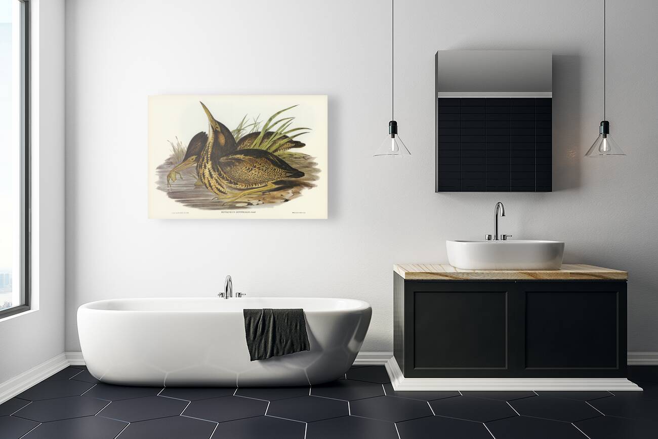 Australian Bittern Botaurus Australis illustrated by Elizabeth Gould 1804–1841 for John Gould’s 1804-1881 Birds of Australia  Reproduction