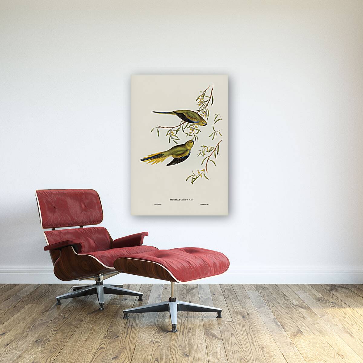 Elegant Grass-Parakeet Euphema elegans illustrated by Elizabeth Gould 1804–1841 for John Gould’s 1804-1881 Birds of Australia  Reproduction