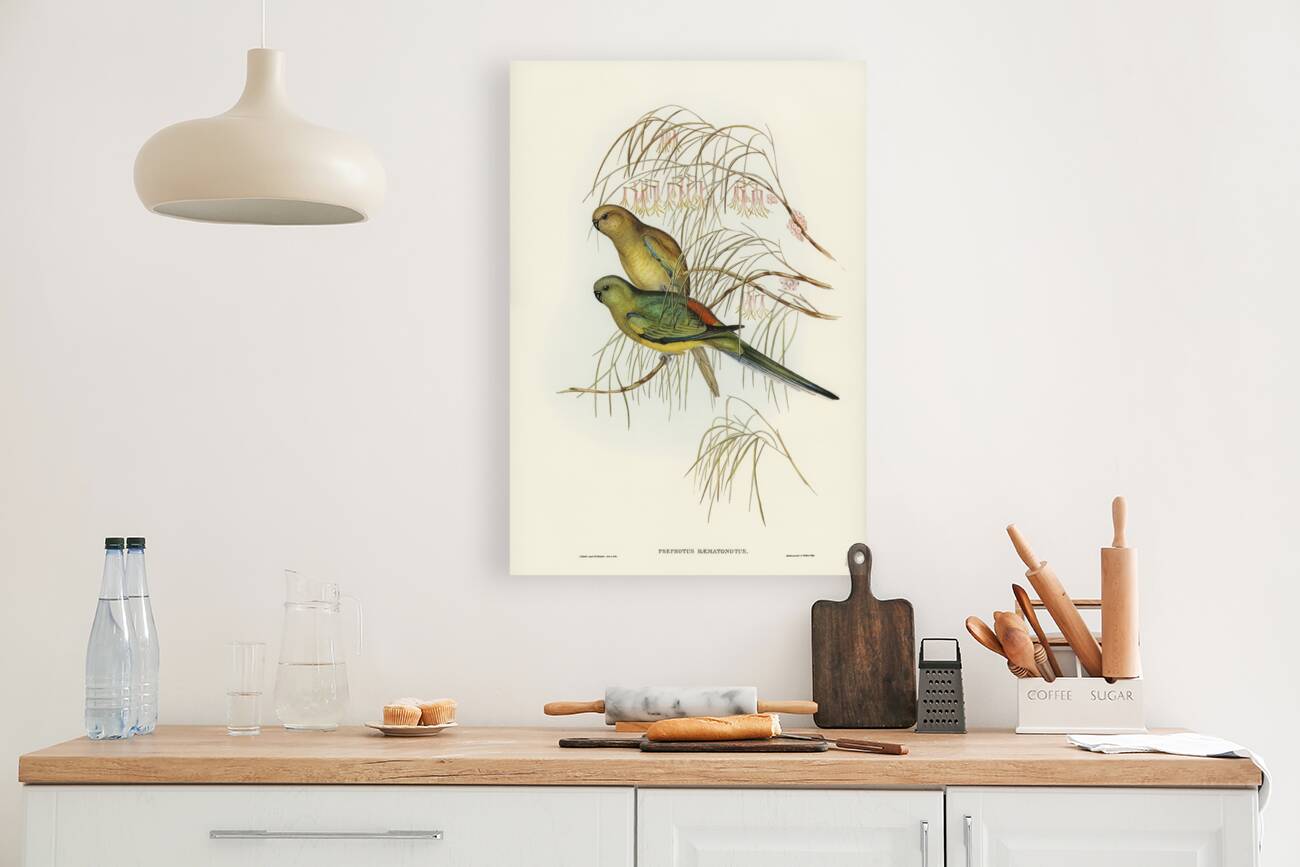 Red-backed Parakeet Psephotus haematonotus illustrated by Elizabeth Gould 1804–1841 for John Gould’s 1804-1881 Birds of Australia  Reproduction