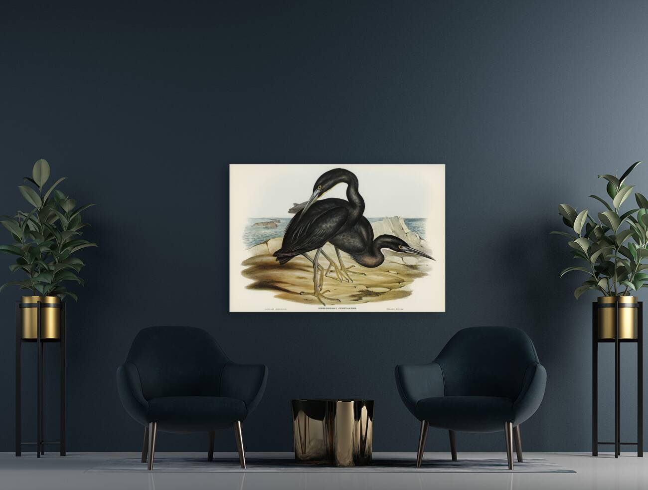 Blue Reef Heron Herodias jugularis illustrated by Elizabeth Gould 1804–1841 for John Gould’s 1804-1881 Birds of Australia  Reproduction