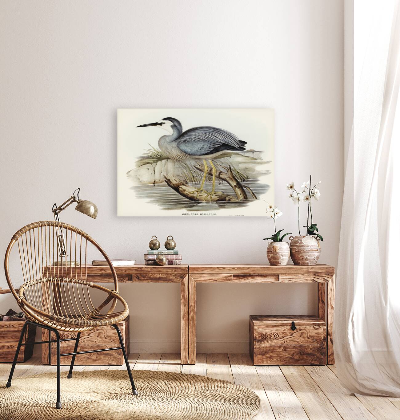 White-fronted Heron Ardea Novae-Hollandiae illustrated by Elizabeth Gould 1804–1841 for John Gould’s 1804-1881 Birds of Australia  Reproduction