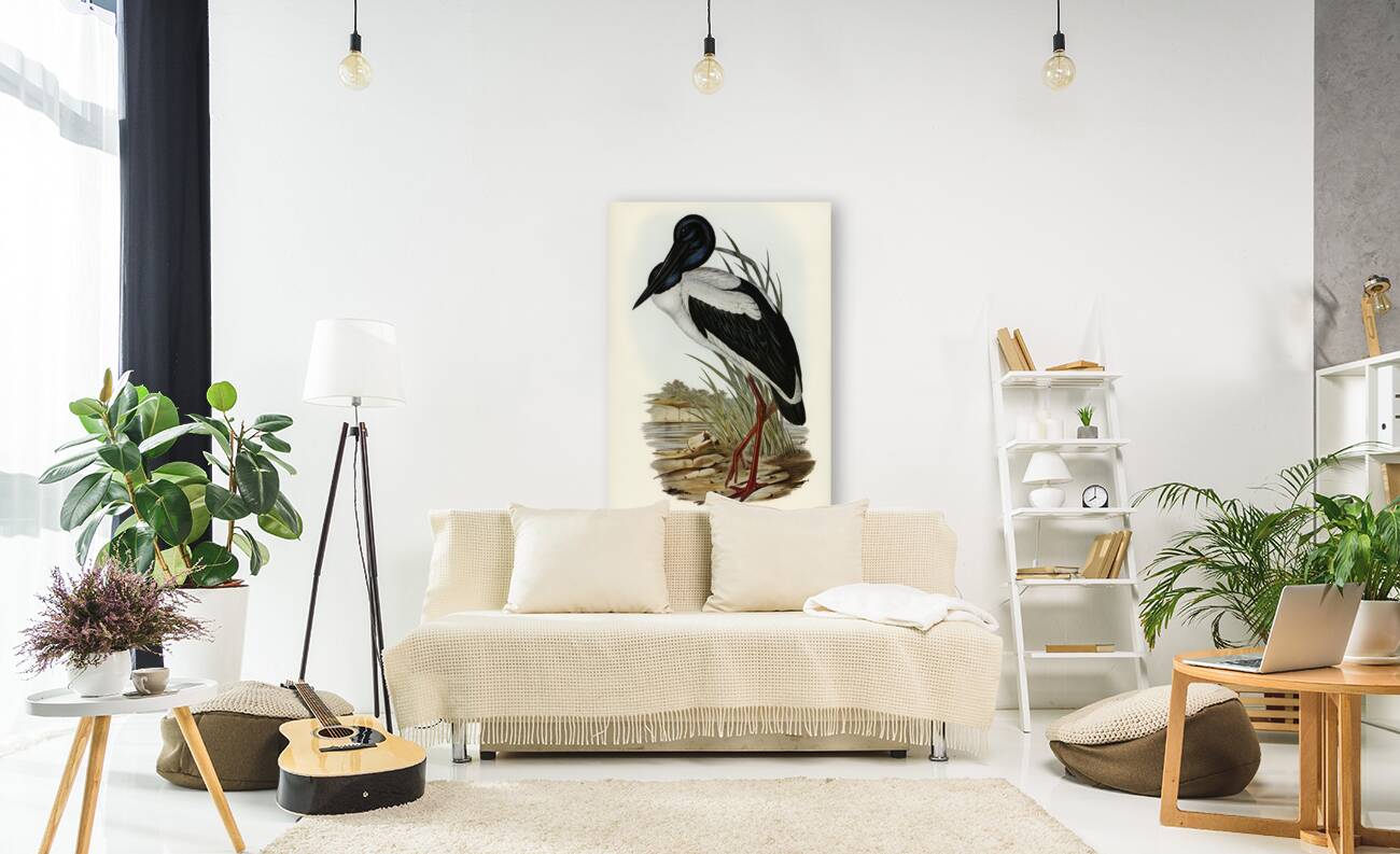 Australian Mycteria Mycteria Australis illustrated by Elizabeth Gould 1804–1841 for John Gould’s 1804-1881 Birds of Australia  Reproduction