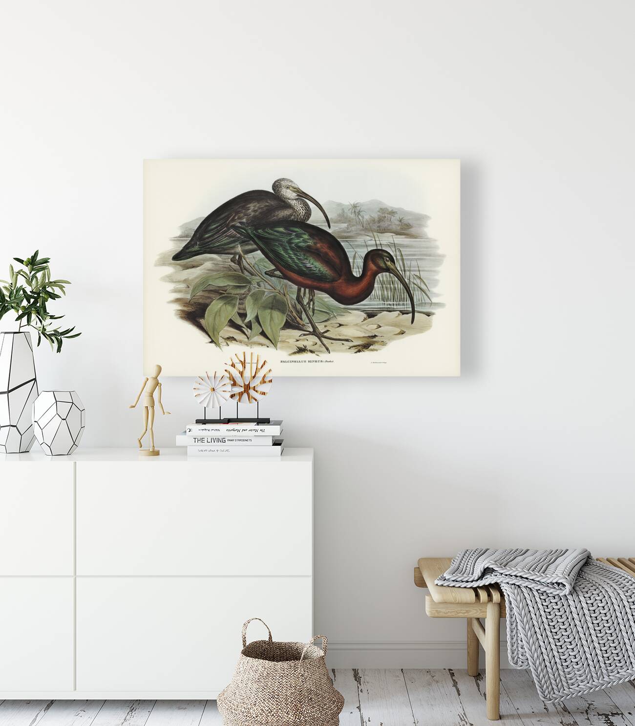 Glossy Ibis Falcinellus igneus illustrated by Elizabeth Gould 1804–1841 for John Gould’s 1804-1881 Birds of Australia  Reproduction