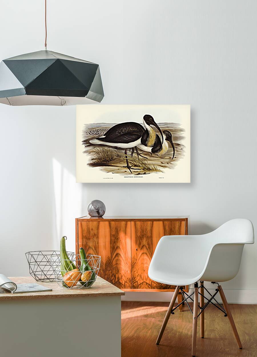 Straw-necked Ibis Geronticus spinicollis illustrated by Elizabeth Gould 1804–1841 for John Gould’s 1804-1881 Birds of Australia  Reproduction