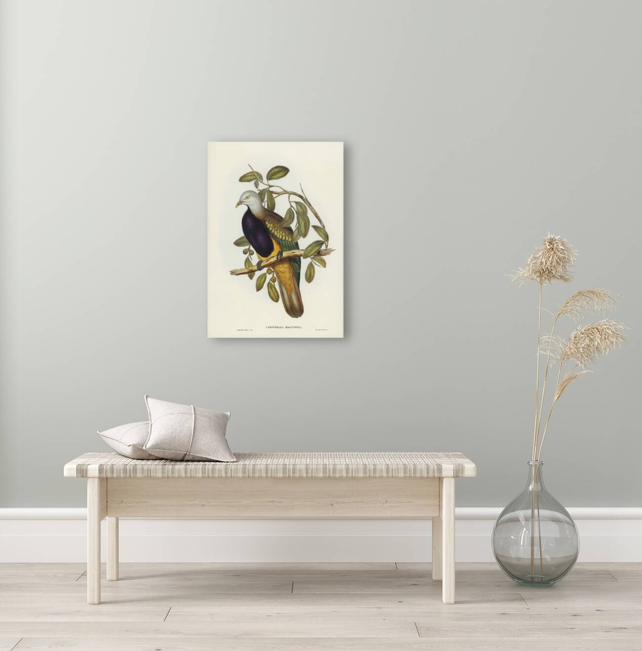 Magnificent Fruit Pigeon Carpophaga magnifica illustrated by Elizabeth Gould 1804–1841 for John Gould’s 1804-1881 Birds of Australia  Reproduction