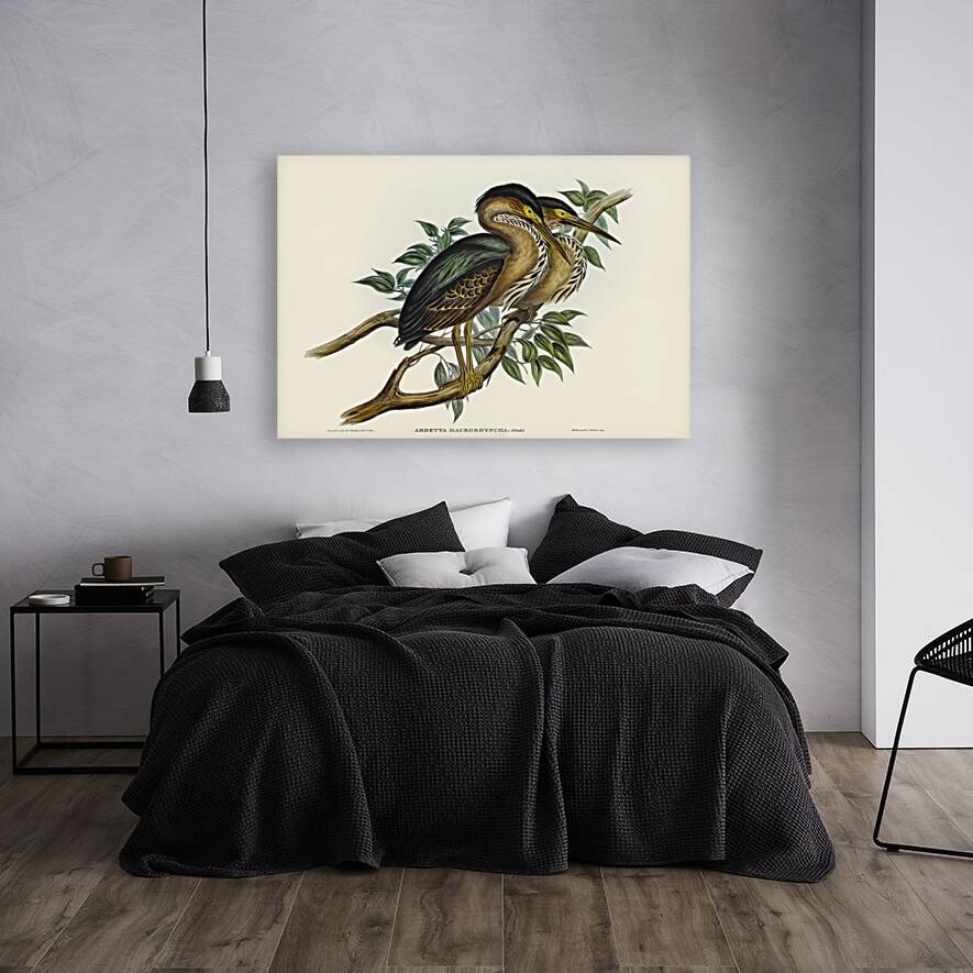 Thick-billed Green Bittern Ardetta macrorhyncha illustrated by Elizabeth Gould 1804–1841 for John Gould’s 1804-1881 Birds of Australia  Reproduction