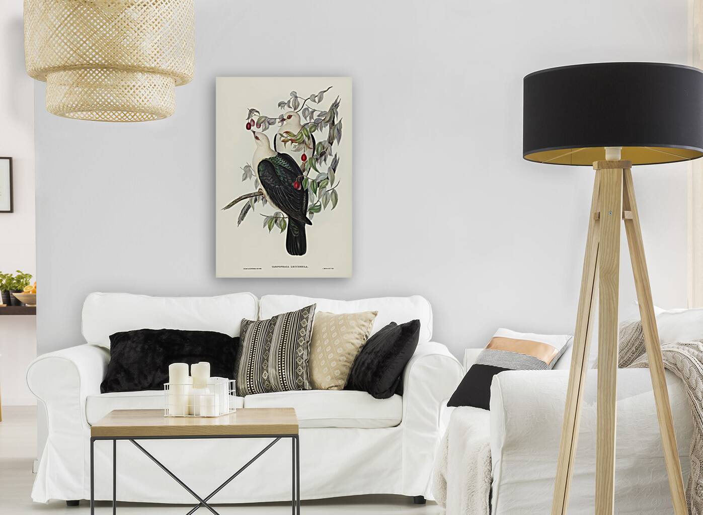 White-headed Fruit Pigeon Carpophaga leucomela illustrated by Elizabeth Gould 1804–1841 for John Gould’s 1804-1881 Birds of Australia  Reproduction