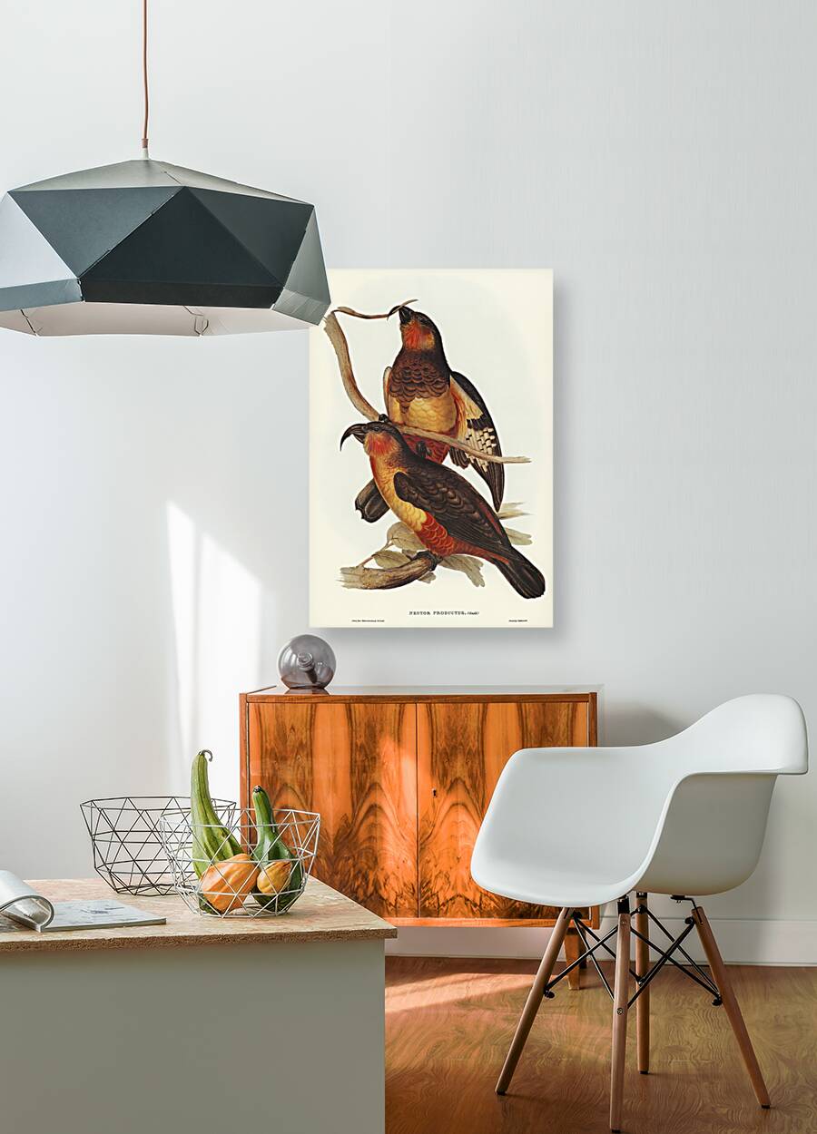 Philip Island Parrot Nestor productus illustrated by Elizabeth Gould 1804–1841 for John Gould’s 1804-1881 Birds of Australia  Reproduction