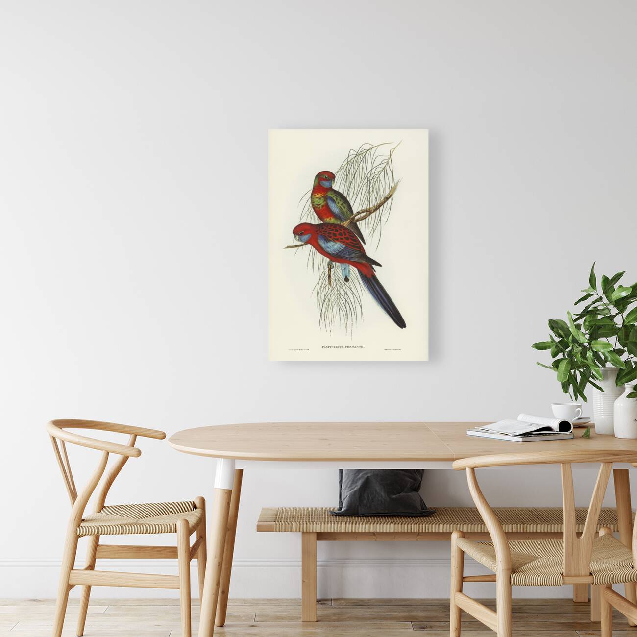 Pennants Parakeet Platycercus Pennantii illustrated by Elizabeth Gould 1804–1841 for John Gould’s 1804-1881 Birds of Australia  Reproduction