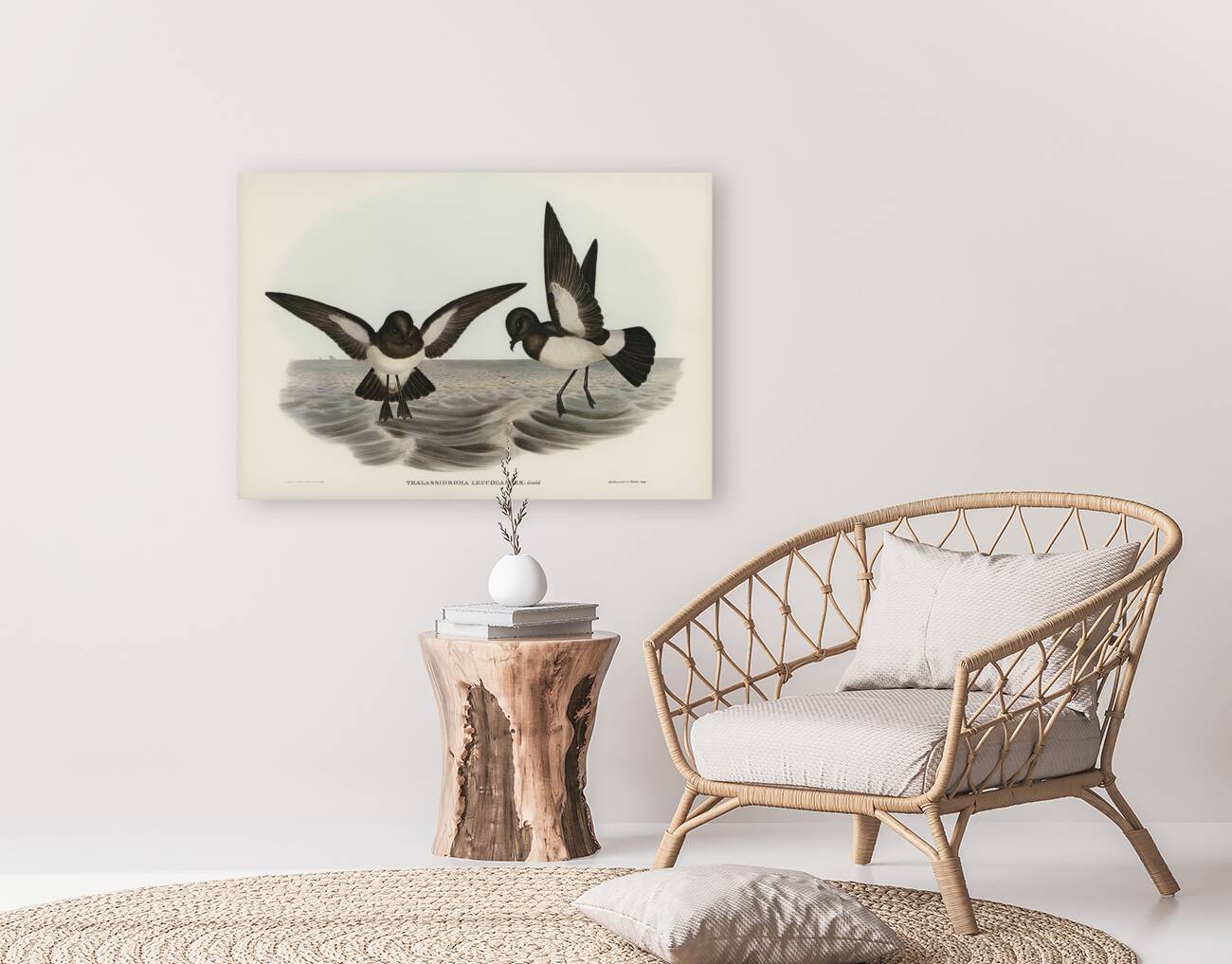 John Gould Birds of Australia 637 Reproduction