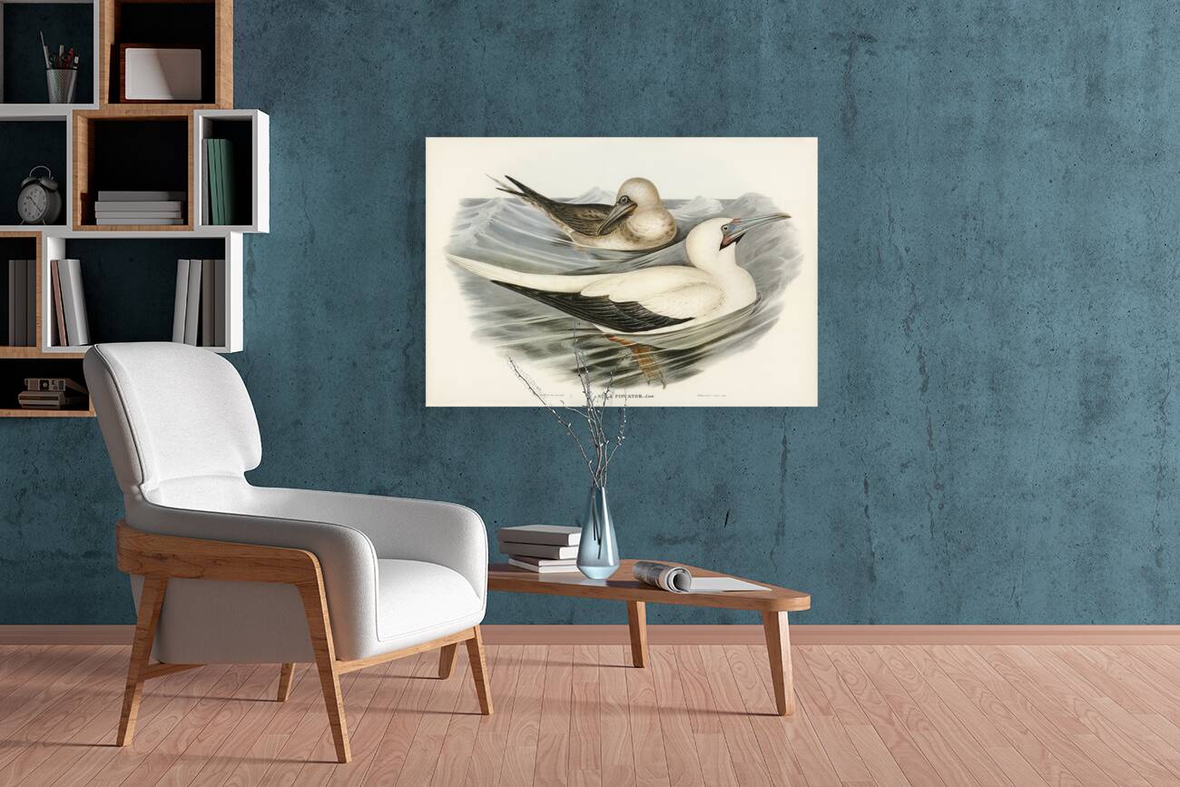 Red-legged Gannet Sula piscator illustrated by Elizabeth Gould 1804–1841 for John Gould’s 1804-1881 Birds of Australia  Reproduction