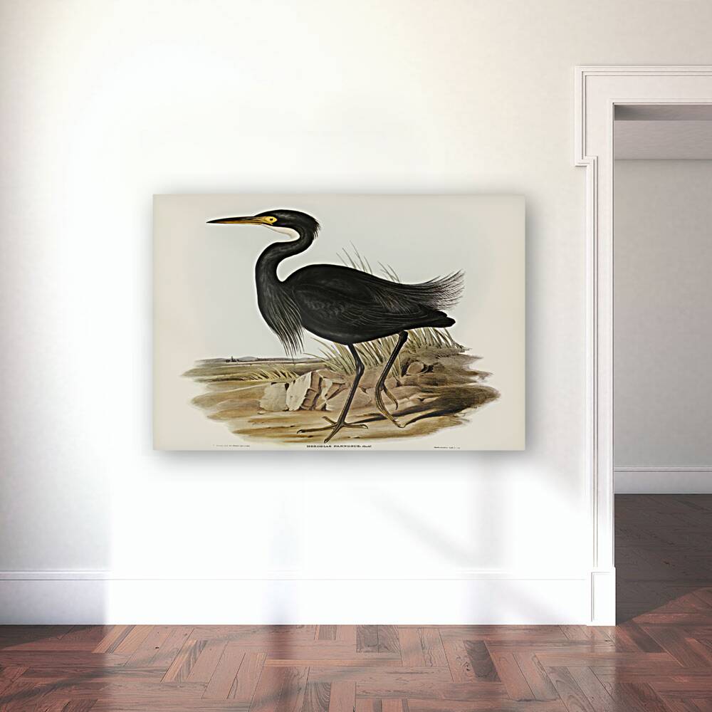 Sombre Egret Herodias pannosus illustrated by Elizabeth Gould 1804–1841 for John Gould’s 1804-1881 Birds of Australia  Reproduction