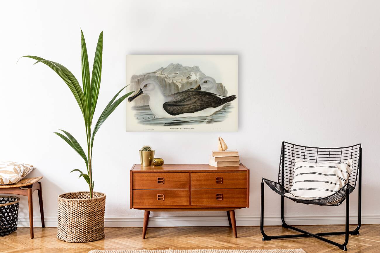 Culminated Albatros Diomedea culminata illustrated by Elizabeth Gould 1804–1841 for John Gould’s 1804-1881 Birds of Australia  Reproduction