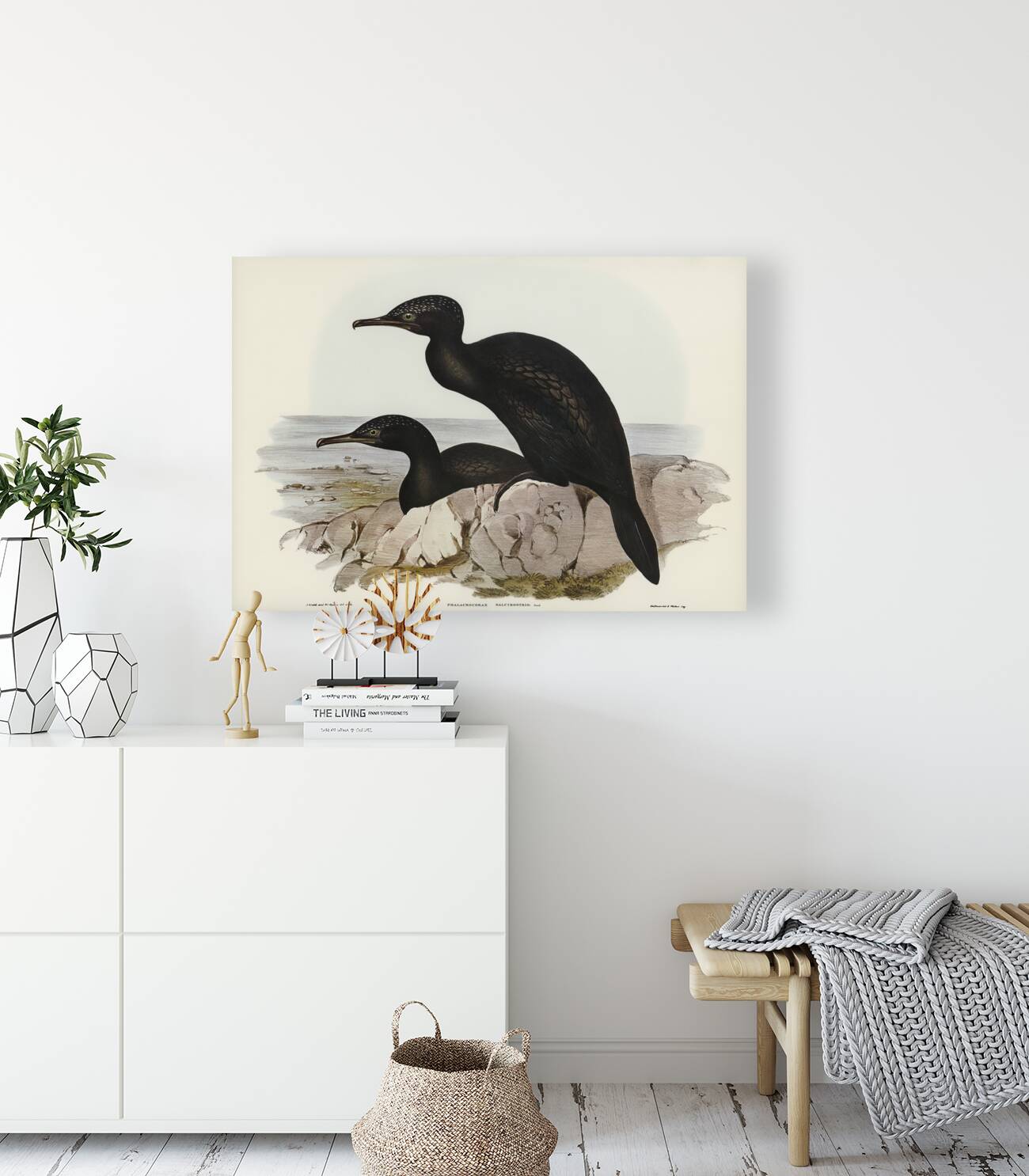 Groove-billed Cormorant Phalacrocorax sulcirostris illustrated by Elizabeth Gould 1804–1841 for John Gould’s 1804-1881 Birds of Australia  Reproduction