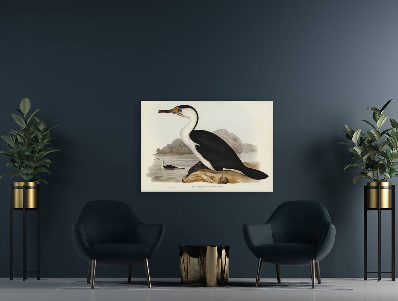 Pied Cormorant Phalacrocorax hypoleucus illustrated by Elizabeth Gould 1804–1841 for John Gould’s 1804-1881 Birds of Australia  Reproduction