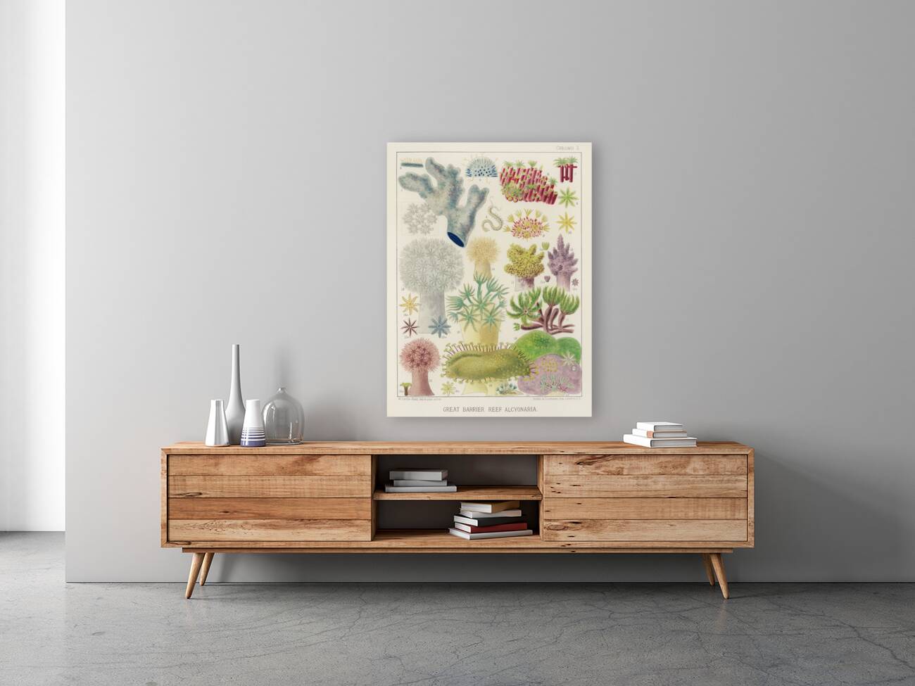 Barrier Reef Anemones from The Great Barrier Reef of Australia 1893 by William Saville-Kent 1845-1908.  Reproduction