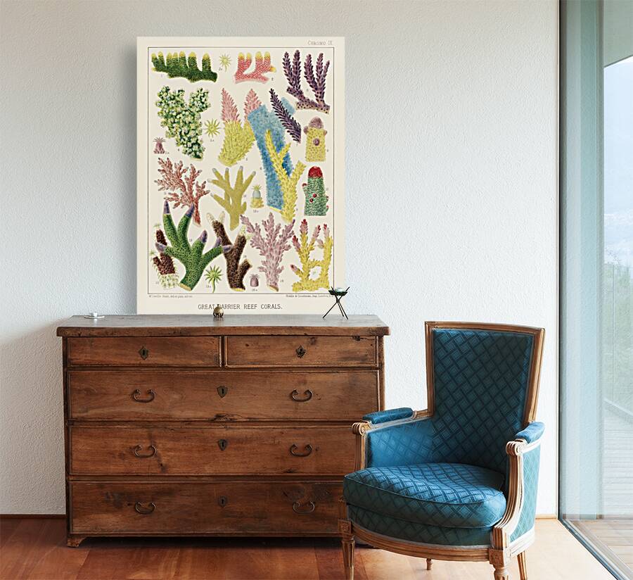 Great Barrier Reef Corals from The Great Barrier Reef of Australia 1893 by William Saville-Kent 1845-1908. Fig 1-2: Madrepora ProstrataFig 3: Madrepora KentiFig 4: Madrepora OrnataFig 5: Madrepora DecipiensFig 6: Mdrepora LaxaFig 7: Madrepora secund Reproduction