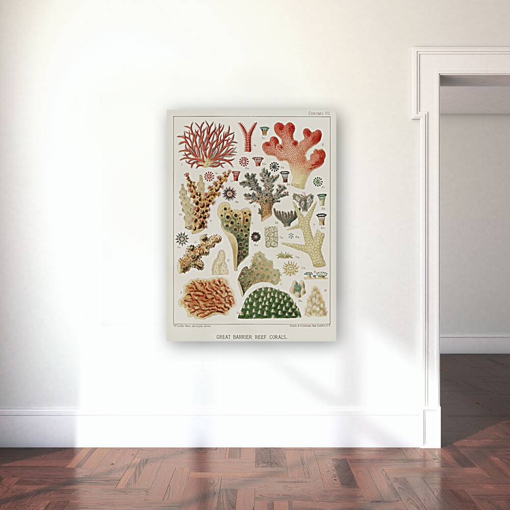 Great Barrier Reef Corals from The Great Barrier Reef of Australia 1893 by William Saville-Kent 1845-1908. Fig 1 : Seriatopora HystrixFig 2 : Stylopora PalmataFig 3 : Pcillpoora DamicornisFig 4 : Oculina FasciculataFig 5 : Echinopora horridaFig 6 :  Reproduction