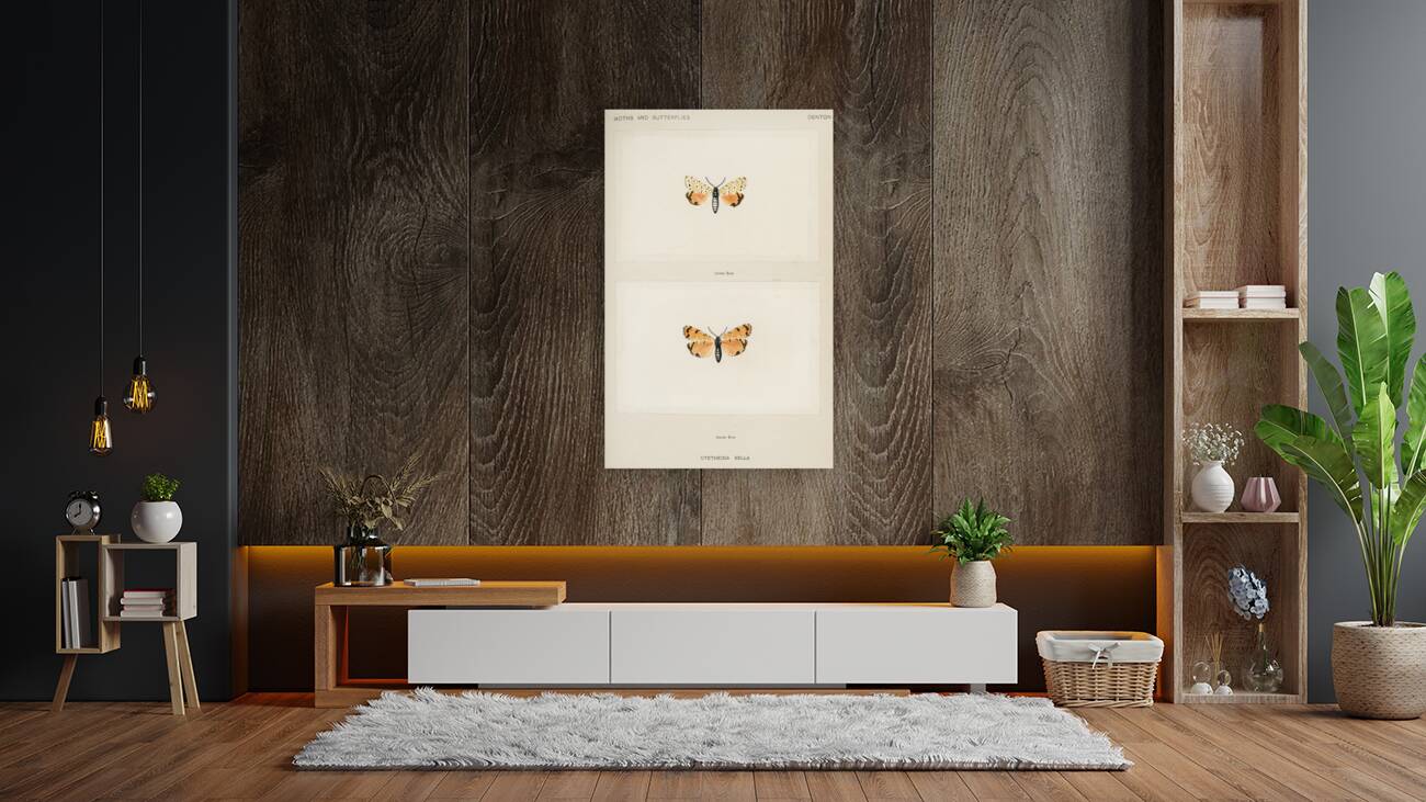 Bella Moth Utetheisia Bella from Moths and butterflies of the United States 1900 by Sherman F. Denton 1856-1937.  Reproduction