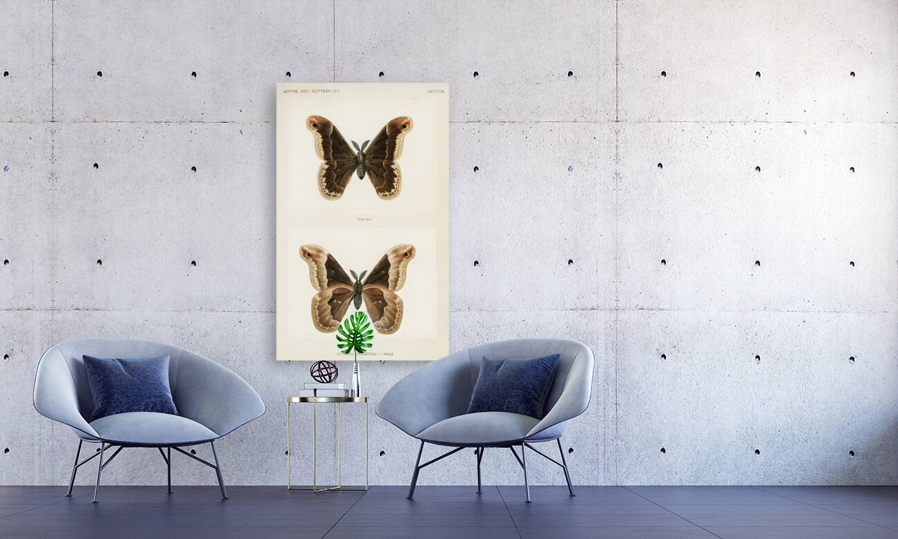 Promethea Silkmoth - Male Attacus Promethia from Moths and Butterflies of the United States 1900 by Sherman F. Denton 1856-1937.  Reproduction