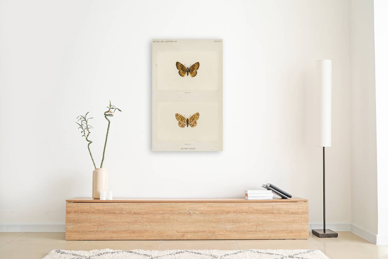 Silver-bordered Fritillary Argynnis Myrina from Moths and butterflies of the United States 1900 by Sherman F. Denton 1856-1937.  Reproduction