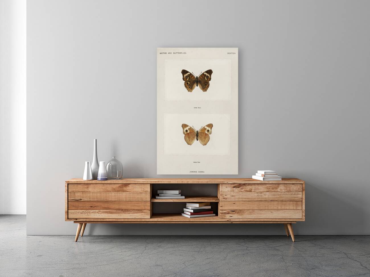 Buckeye Junonia Coenia from Moths and butterflies of the United States 1900 by Sherman F. Denton 1856-1937.  Reproduction