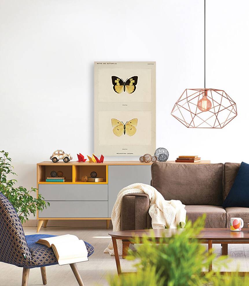 Southern Dogface Meganostoma Caesonia from Moths and butterflies of the United States 1900 by Sherman F. Denton 1856-1937.  Reproduction