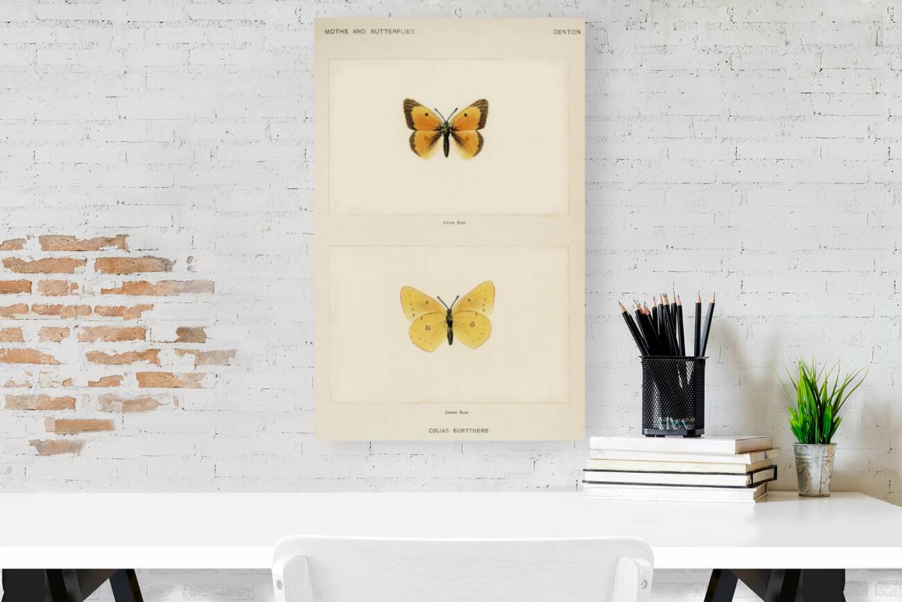 Orange Sulphur Colias Eurytheme from Moths and butterflies of the United States 1900 by Sherman F. Denton 1856-1937.  Reproduction