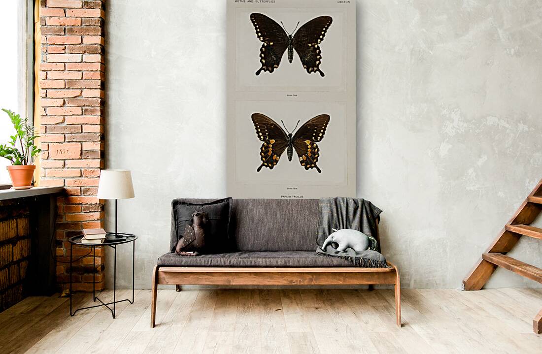 Spicebush Swallowtail Papilio Troilus from Moths and butterflies of the United States 1900 by Sherman F. Denton 1856-1937.  Reproduction