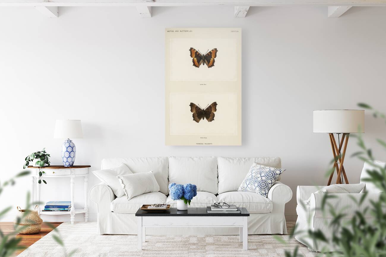 Fire-rim Tortoiseshell Vanessa Milberti from Moths and butterflies of the United States 1900 by Sherman F. Denton 1856-1937.  Reproduction