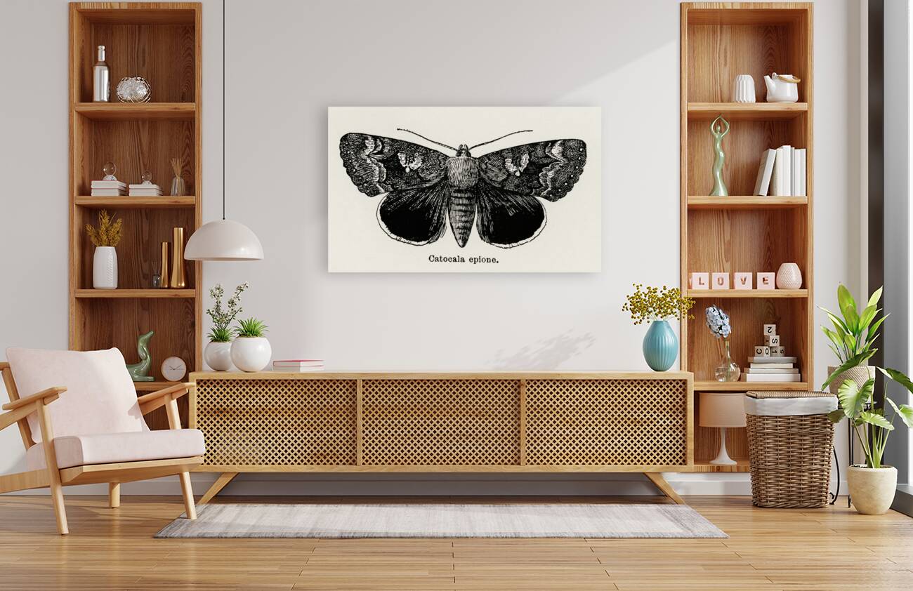 Epione Underwing Catocala epione from Moths and butterflies of the United States 1900 by Sherman F. Denton 1856-1937.  Reproduction