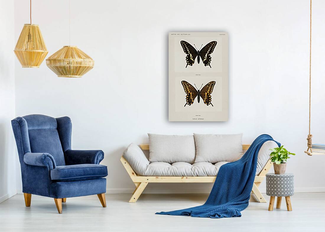 Black Swallowtail Papilio Asterias from Moths and butterflies of the United States 1900 by Sherman F. Denton 1856-1937.  Reproduction