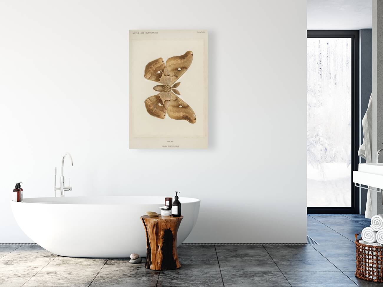 Polyphemus Moth Telea Polyphemus from Moths and Butterflies of the United States 1900 by Sherman F. Denton 1856-1937.  Reproduction