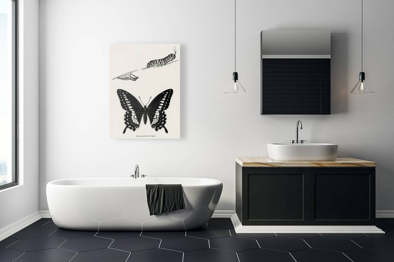 Metamorphosis of Papilio Butterfly from Moths and butterflies of the United States 1900 by Sherman F. Denton 1856-1937.  Reproduction