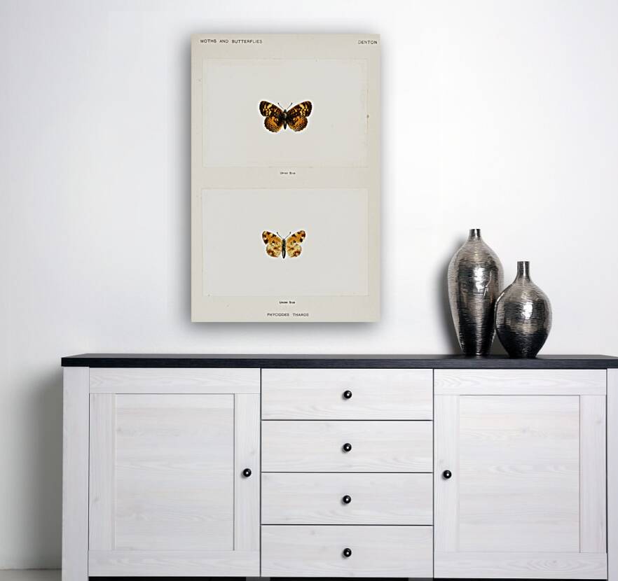 Pearl Crescent Phyciodes Tharos from Moths and butterflies of the United States 1900 by Sherman F. Denton 1856-1937.  Reproduction