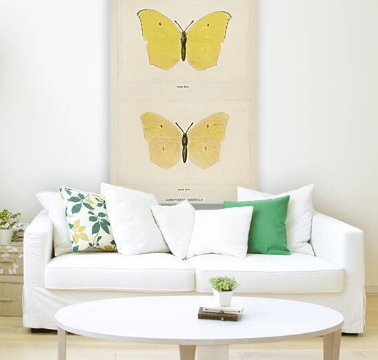 Angled Sulphur Gonepteryx Maerula from Moths and butterflies of the United States 1900 by Sherman F. Denton 1856-1937.  Reproduction