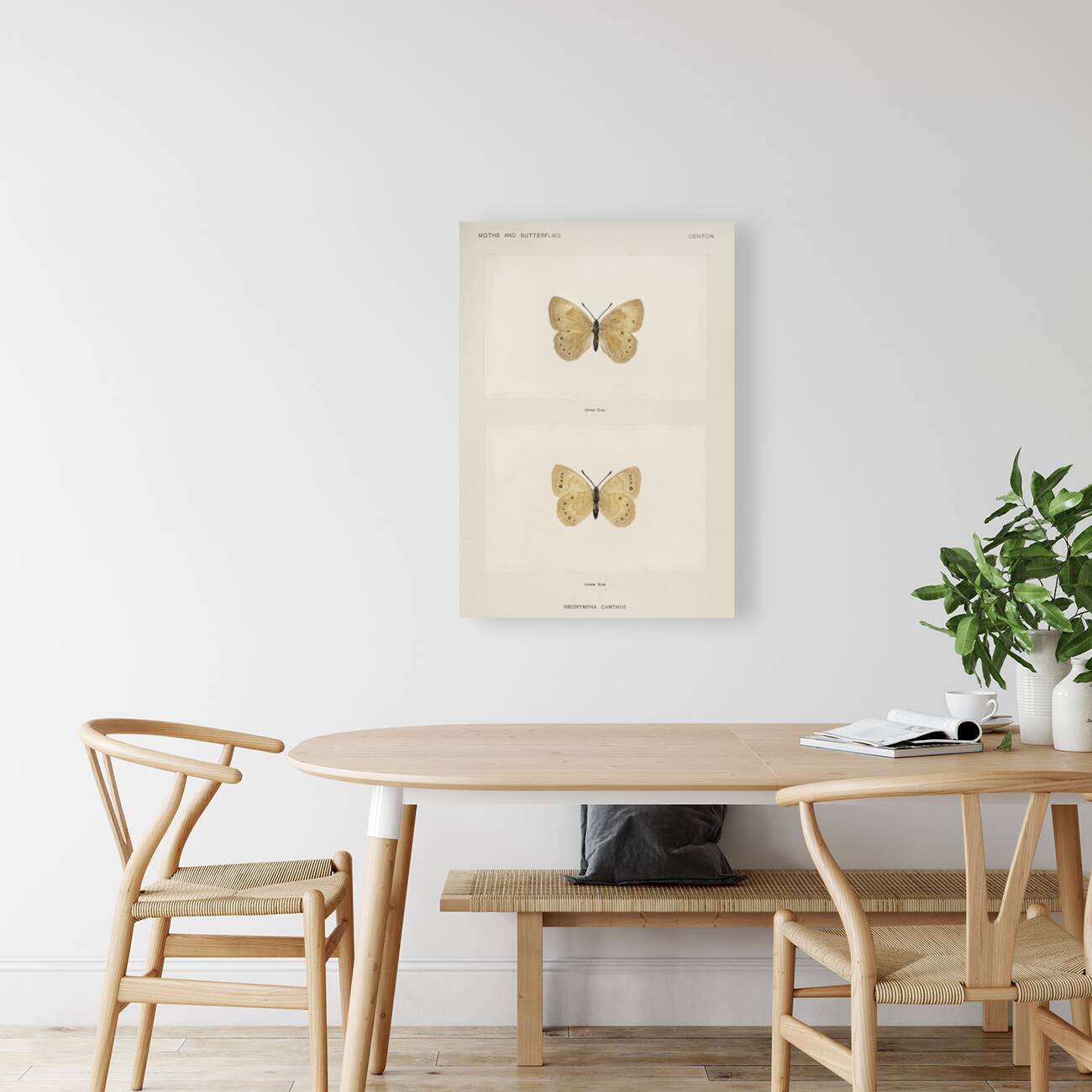 Eyed Brown Butterfly Neonympha Canthus from Moths and Butterflies of the United States 1900 by Sherman F. Denton 1856-1937.  Reproduction