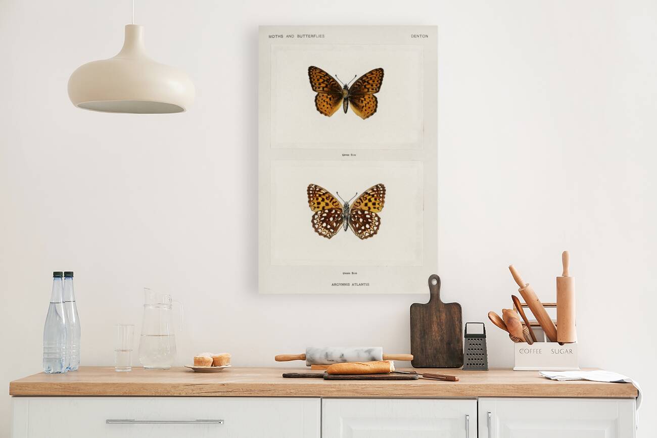 Atlantis Fritillary Argynnis Atlantis from Moths and butterflies of the United States 1900 by Sherman F. Denton 1856-1937.  Reproduction