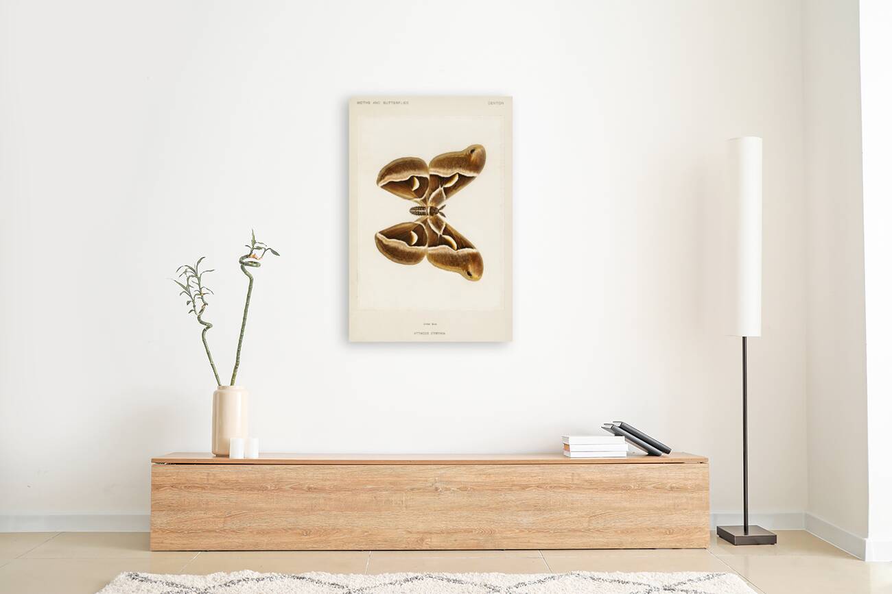 Ailanthus Silkmoth Attacus Cynthia from Moths and Butterflies of the United States 1900 by Sherman F. Denton 1856-1937.  Reproduction