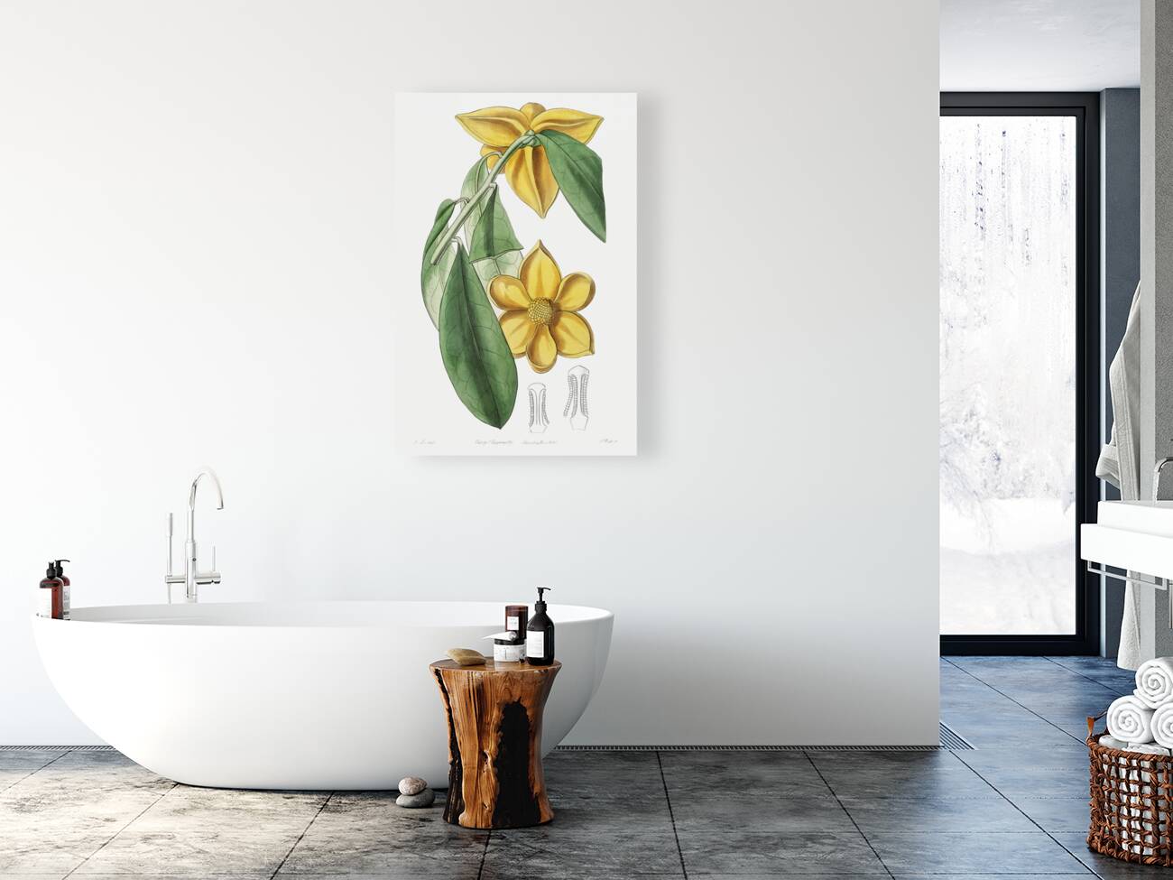 Laurel-leaved custard apple from Edwards Botanical Register 1829-1847  by Sydenham Edwards John Lindley and James Ridgway. Reproduction