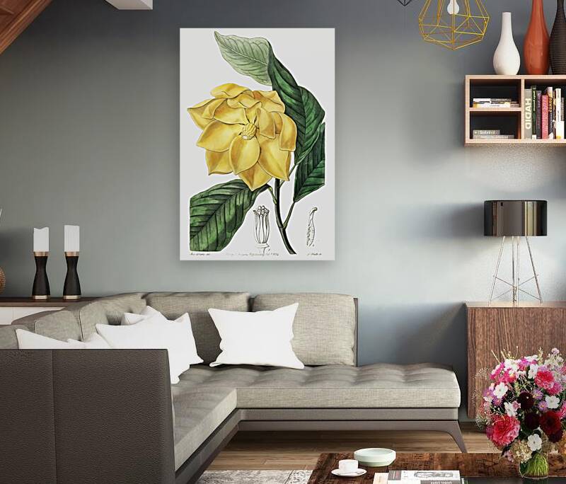 De Candolles talaum tree from Edwards Botanical Register 1829-1847  by Sydenham Edwards John Lindley and James Ridgway. Reproduction