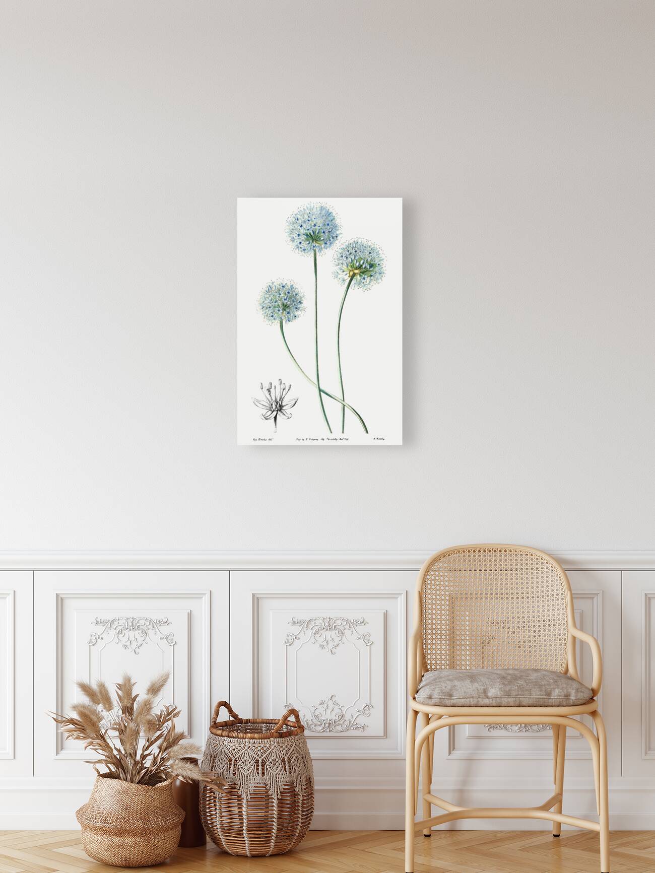 Blue leek from Edwards Botanical Register 1829-1847  by Sydenham Edwards John Lindley and James Ridgway. Reproduction