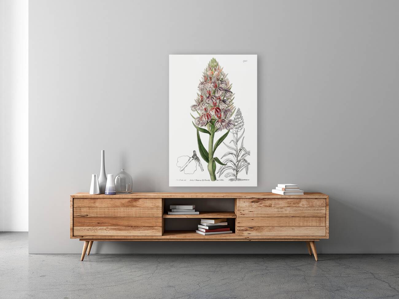 Leafy spiked orchis from Edwards Botanical Register 1829-1847  by Sydenham Edwards John Lindley and James Ridgway. Reproduction