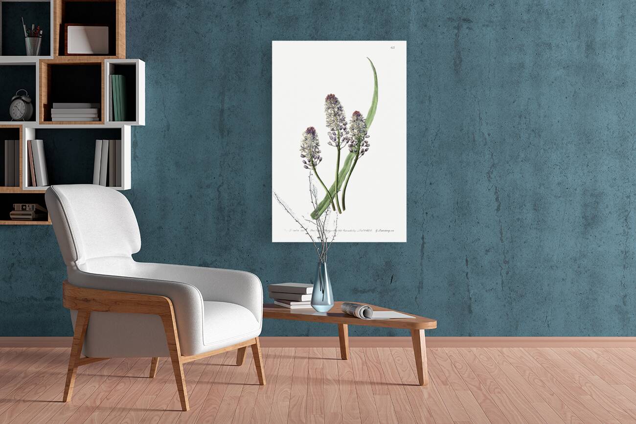 Meadow squill from Edwards Botanical Register 1829-1847  by Sydenham Edwards John Lindley and James Ridgway. Reproduction